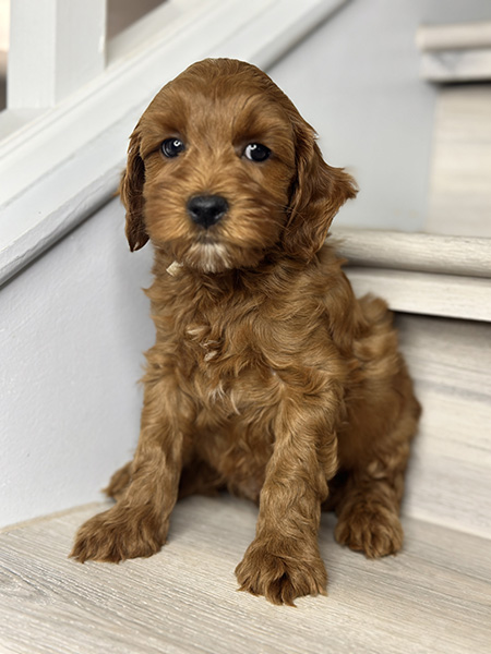 Australian Labradoodle puppy from Bentley & LEO litter