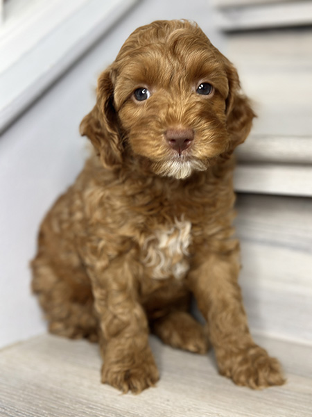 Australian Labradoodle puppy from Bentley & LEO litter