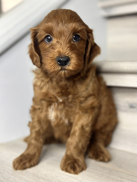 Australian Labradoodle puppy from Bentley & LEO litter