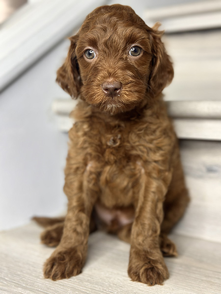 Australian Labradoodle puppy from Bentley & LEO litter