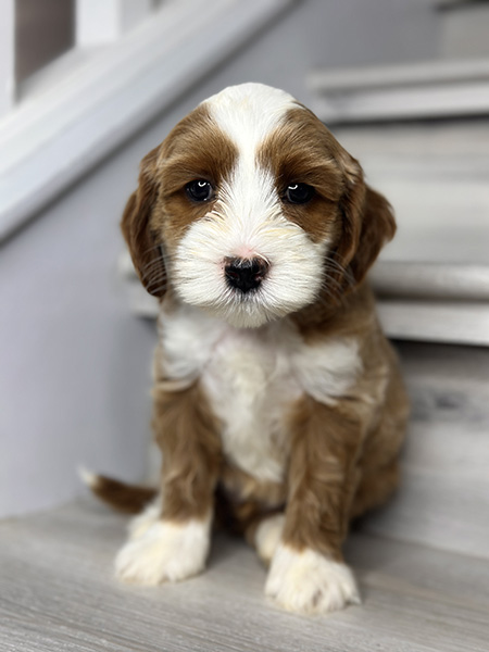 Australian Labradoodle puppy from Bentley & LEO litter