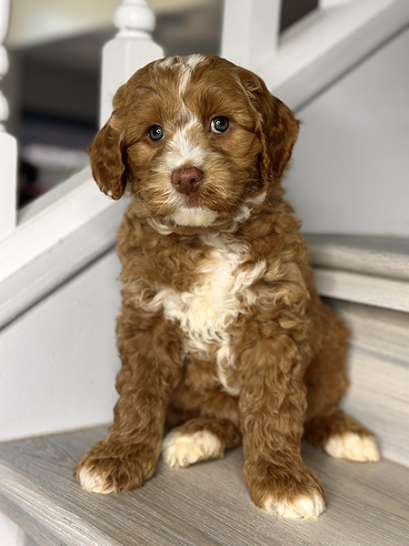 Australian Labradoodle puppy from COCO & DIESEL litter