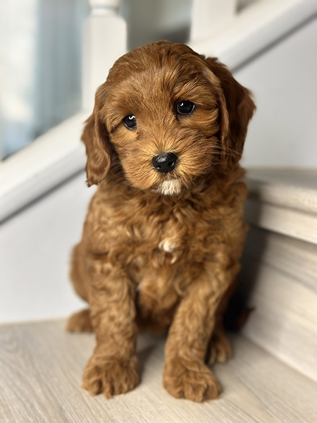 Australian Labradoodle puppy from COCO & DIESEL litter
