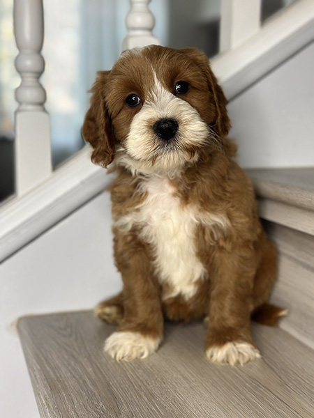 Australian Labradoodle puppy from MIA & DIESEL litter