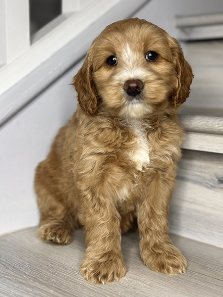 Australian Labradoodle puppy from MIA & DIESEL litter
