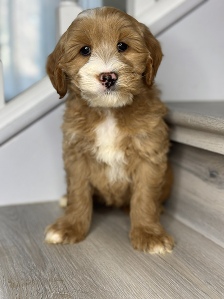Australian Labradoodle puppy from MIA & DIESEL litter