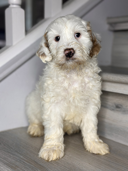 Australian Labradoodle puppy from MIA & DIESEL litter