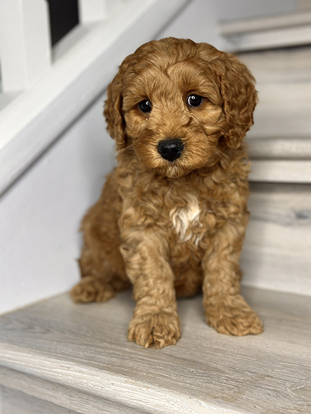 Australian Labradoodle puppy from MIA & DIESEL litter