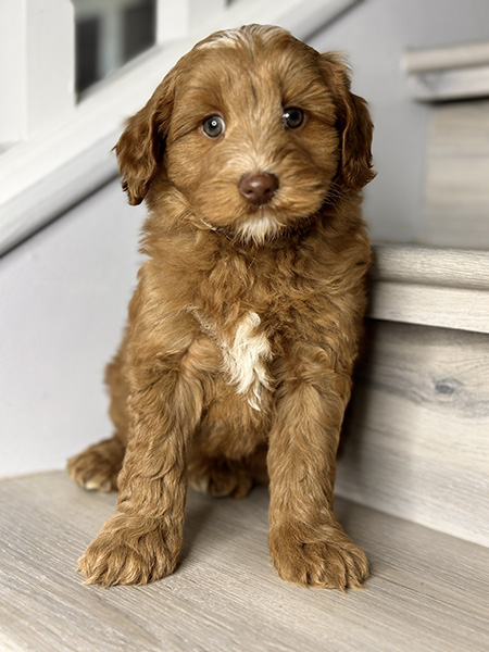 Australian Labradoodle puppy from MIA & DIESEL litter