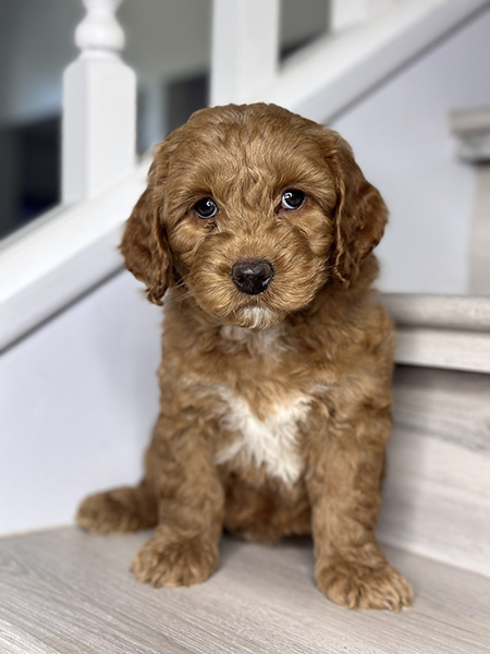 Australian Labradoodle puppy from MIA & DIESEL litter