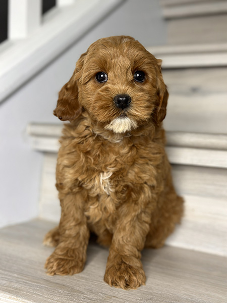 Australian Labradoodle puppy from COCO & DIESEL litter