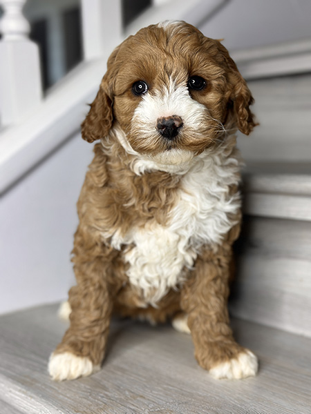 Australian Labradoodle puppy from COCO & DIESEL litter