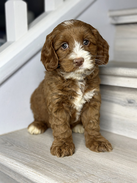Australian Labradoodle puppy from COCO & DIESEL litter