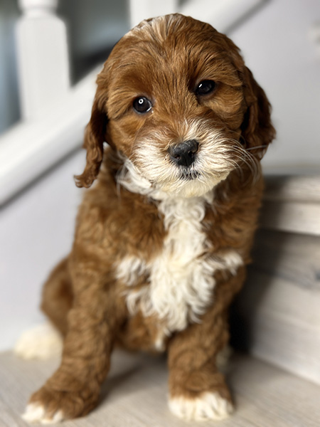 Australian Labradoodle puppy from COCO & DIESEL litter