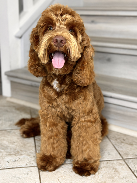 Australian Labradoodle puppies — Past Litters