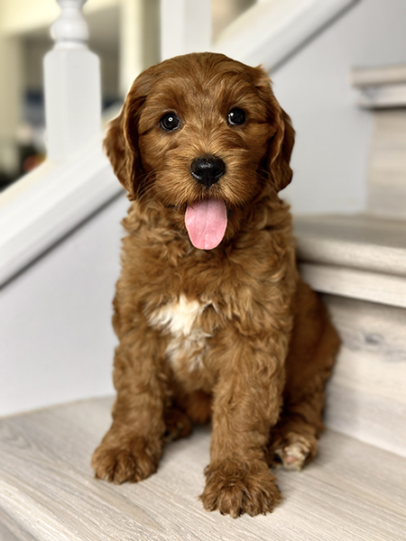 Australian Labradoodle puppy from COCO & DIESEL litter