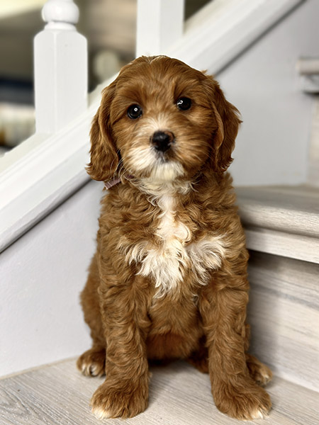 Australian Labradoodle puppy from COCO & DIESEL litter