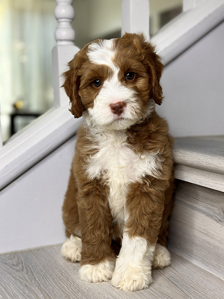 Australian Labradoodle puppy from COCO & DIESEL litter