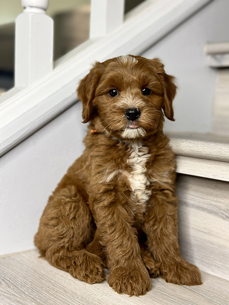 Australian Labradoodle puppy from COCO & DIESEL litter