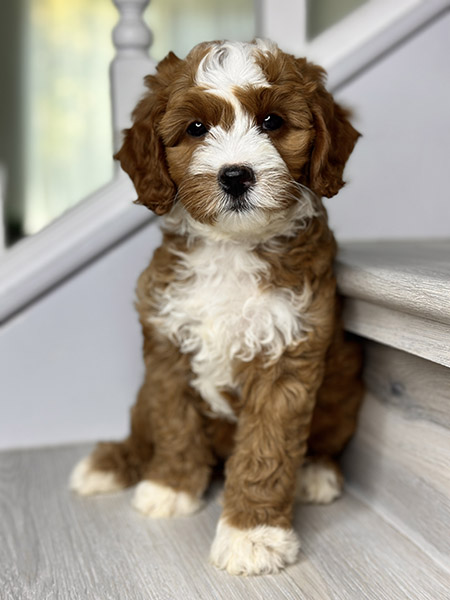 Australian Labradoodle puppy from COCO & DIESEL litter
