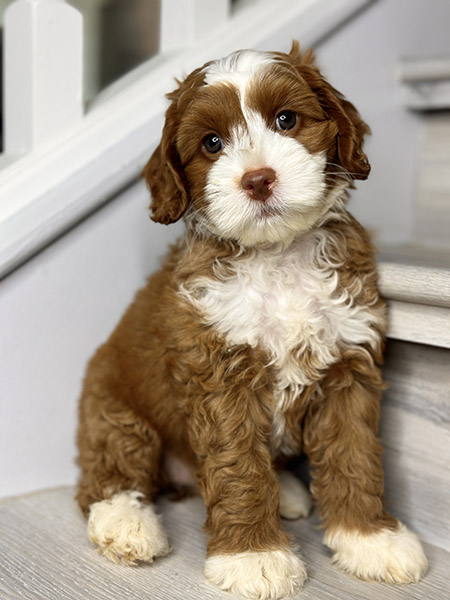 Australian Labradoodle puppy from COCO & DIESEL litter