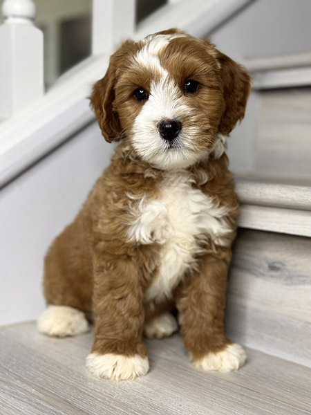 Australian Labradoodle puppy from COCO & DIESEL litter