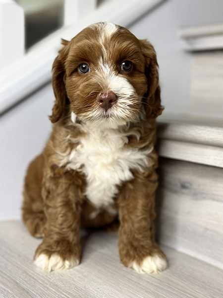 Australian Labradoodle puppy from COCO & DIESEL litter