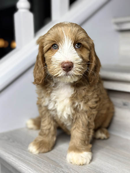 Australian Labradoodle puppy from MIA & DIESEL litter