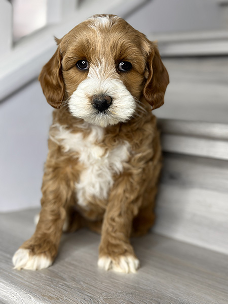 Australian Labradoodle puppy from LUNA & LEO litter