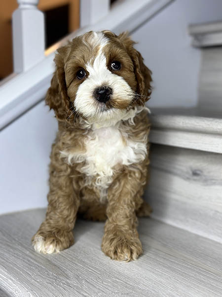 Australian Labradoodle puppy from MIA & DIESEL litter
