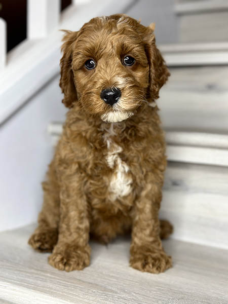 Australian Labradoodle puppy from MIA & DIESEL litter