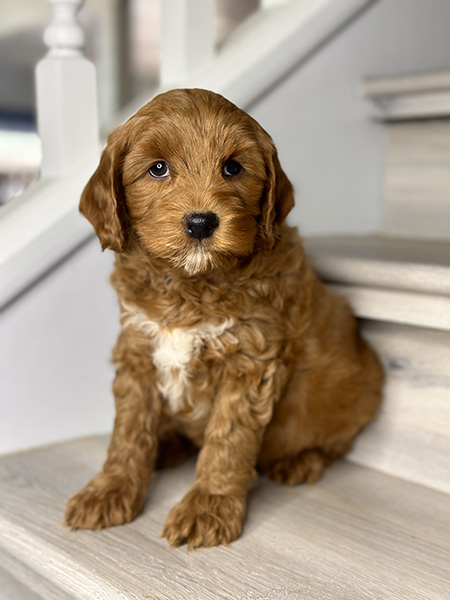 Australian Labradoodle puppy from LUNA & LEO litter