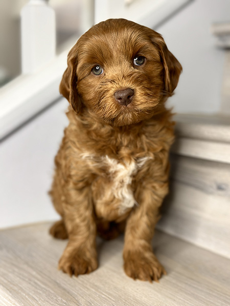 Australian Labradoodle puppy from LUNA & LEO litter