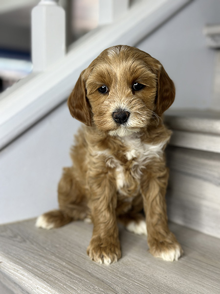 Australian Labradoodle puppy from LUNA & LEO litter