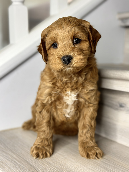 Australian Labradoodle puppy from LUNA & LEO litter