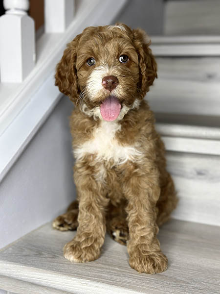 Australian Labradoodle puppy from MIA & DIESEL litter