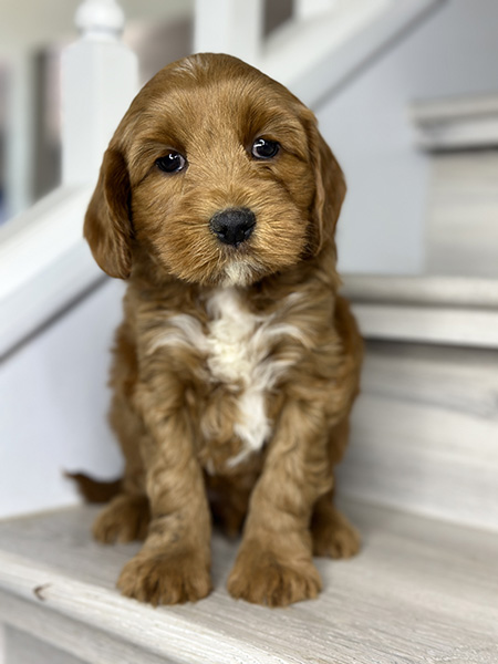 Australian Labradoodle puppy from LUNA & LEO litter