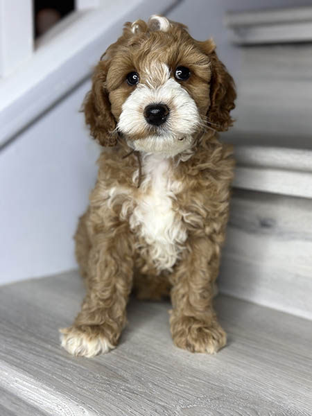 Australian Labradoodle puppy from MIA & DIESEL litter