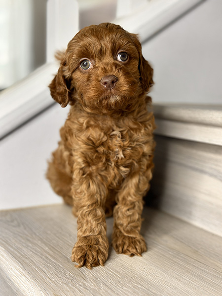 Australian Labradoodle puppy from LUNA & LEO litter
