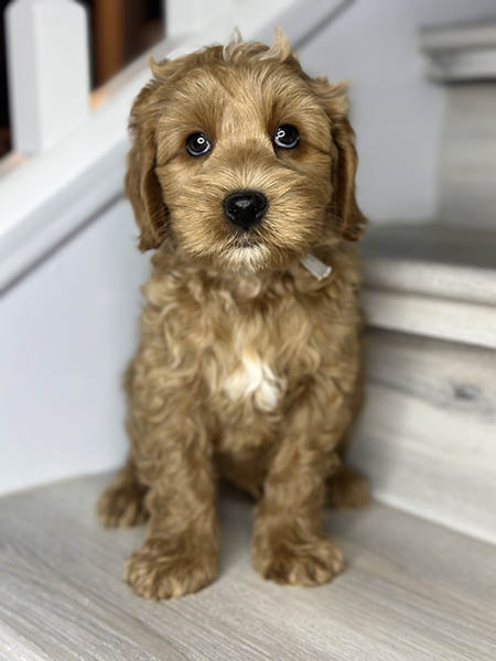 Australian Labradoodle puppy from MIA & DIESEL litter