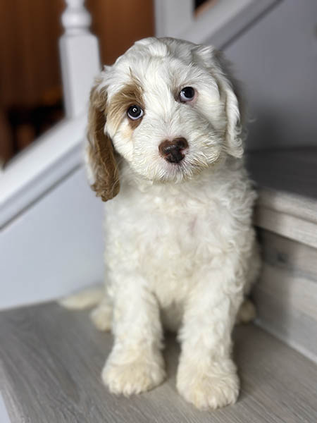 Australian Labradoodle puppy from MIA & DIESEL litter