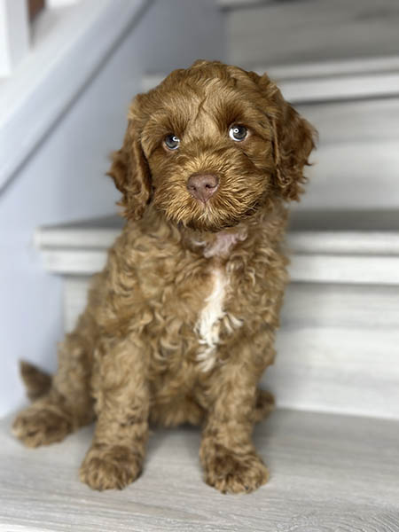 Australian Labradoodle puppy from MIA & DIESEL litter