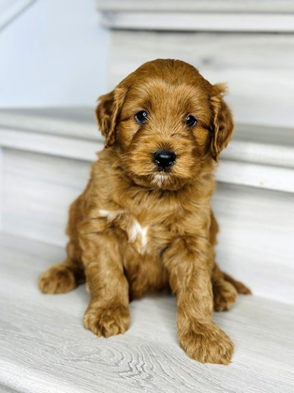 Australian Labradoodle puppy from COCO & DIESEL litter