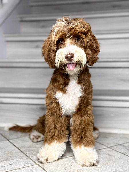 Australian Labradoodle puppies — Past Litters