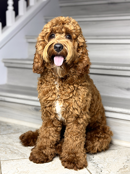 Australian Labradoodle puppies — Past Litters