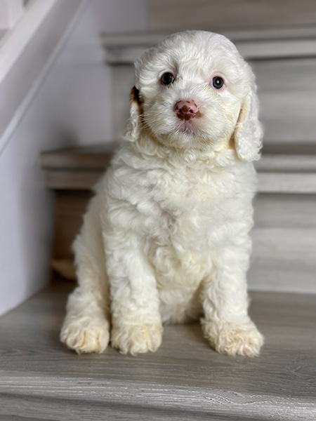 Australian Labradoodle puppy from MIA & DIESEL litter