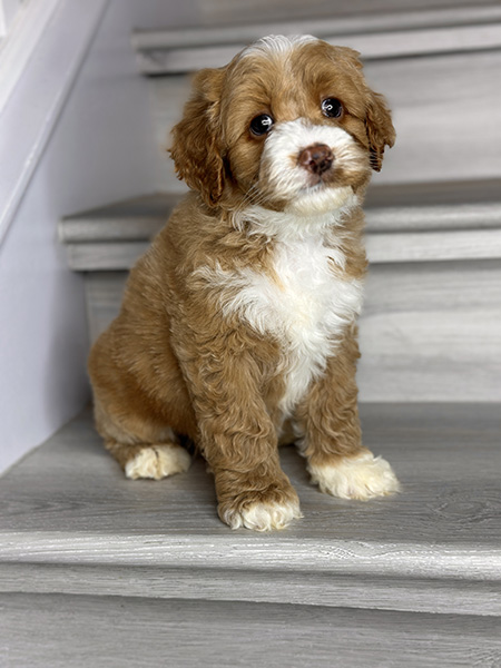 Australian Labradoodle puppy from MIA & DIESEL litter