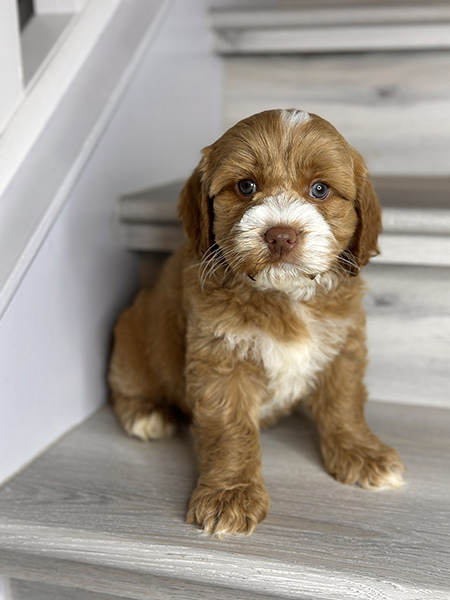 Australian Labradoodle puppy from MIA & DIESEL litter