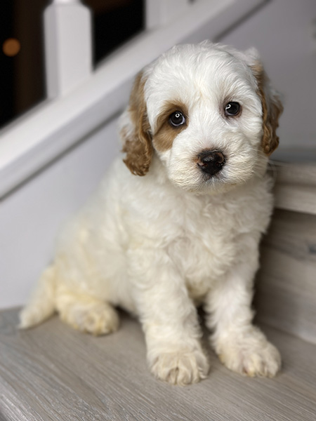 Australian Labradoodle puppy from MIA & DIESEL litter
