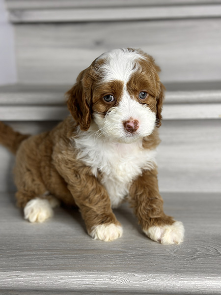 Australian Labradoodle puppy from MIA & DIESEL litter